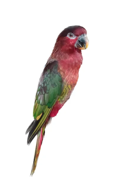 Фотография Красочной Птицы Сидящей Ветке Ярко Окрашенной Птицы Сидящей Ветке — стоковое фото