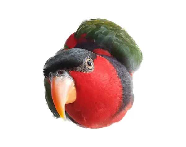 Una Fotografía Pájaro Rojo Negro Con Pico Verde Hay Pájaro — Foto de Stock