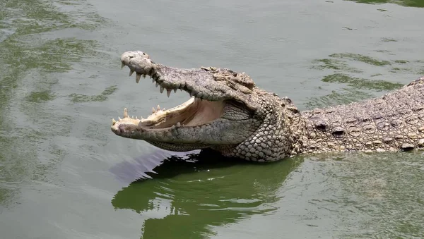 Фотография Крокодила Открытым Ртом Воде Крокодила Воде Открытым Ртом Широко — стоковое фото