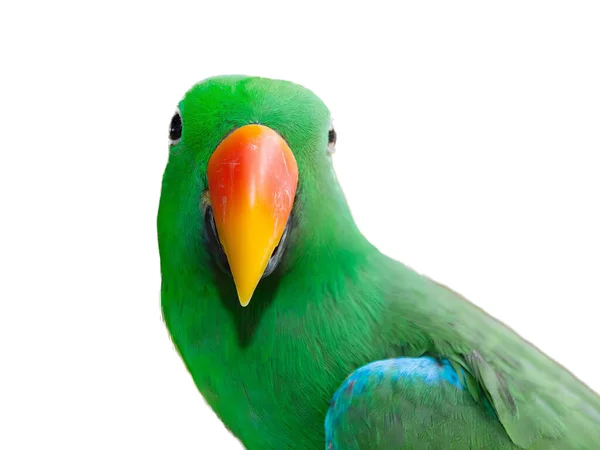Uma Fotografia Pássaro Verde Com Bico Laranja Brilhante Pássaro Verde — Fotografia de Stock
