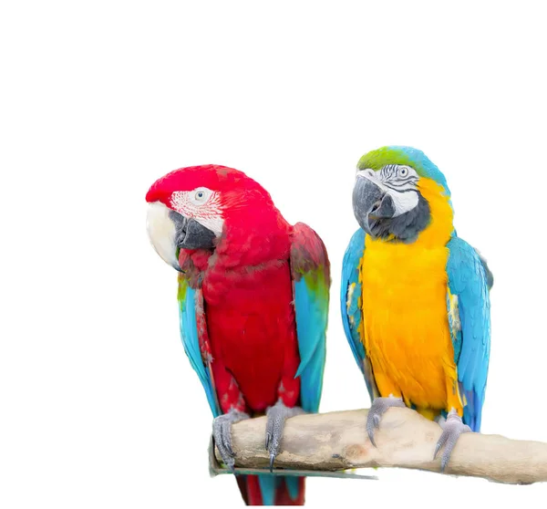 Фотография Двух Разноцветных Попугаев Сидящих Ветке Две Разноцветные Птицы Сидят — стоковое фото