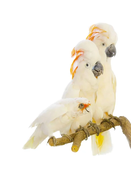 Uma Fotografia Dois Pássaros Brancos Sentados Galho Dois Pássaros Brancos — Fotografia de Stock