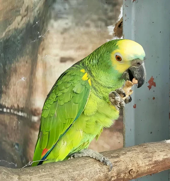 Fotografia Papugi Siedzącej Gałęzi Jedzącej Coś Tam Jest Zielona Papuga — Zdjęcie stockowe