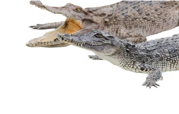 Фотография Двух Аллигаторов Открытыми Ртами Один Ест Два Крокодила Которые — стоковое фото