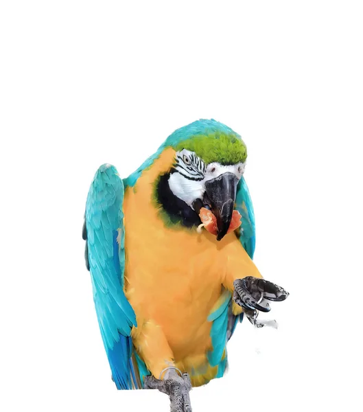 Renkli Bir Papağanın Kanatları Açık Bir Dalda Otururken Çekilmiş Bir — Stok fotoğraf
