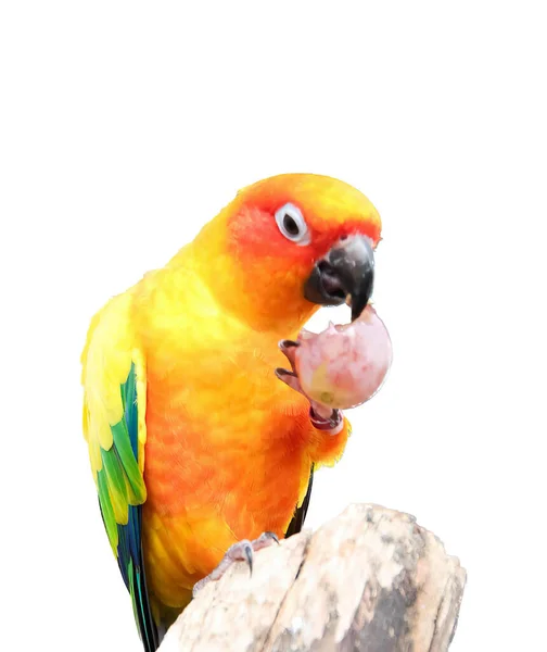 Uma Fotografia Pássaro Colorido Comendo Donut Toco Árvore Pássaro Brilhantemente — Fotografia de Stock