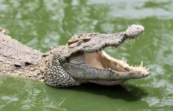 Uma Fotografia Crocodilo Com Boca Aberta Água Crocodilo Água Com — Fotografia de Stock