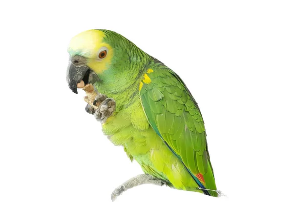 Фотографія Зеленого Папуги Жовтим Дзьобом Білим Тлом Зелений Папуга Сидить — стокове фото
