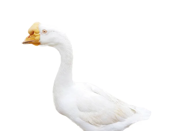 Uma Fotografia Pato Branco Com Bico Amarelo Bico Amarelo Pato — Fotografia de Stock