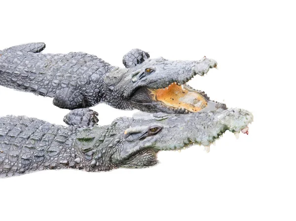 Ett Fotografi Två Alligatorer Med Öppna Munnar Och Öppna Munnar — Stockfoto