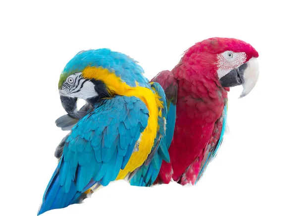Una Fotografia Due Pappagalli Colorati Seduti Ramo Sono Due Pappagalli — Foto Stock