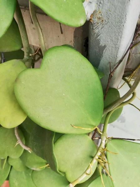 Eine Fotografie Einer Pflanze Mit Grünen Blättern Die Einer Wand — Stockfoto