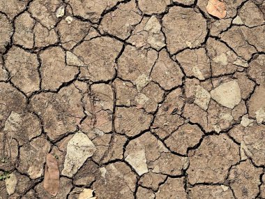 Çatlak bir toprak yüzeyin, içinde küçük bir bitkinin büyüdüğü, küçük kayaların ve küçük bitkilerin bulunduğu kirli bir yüzey..