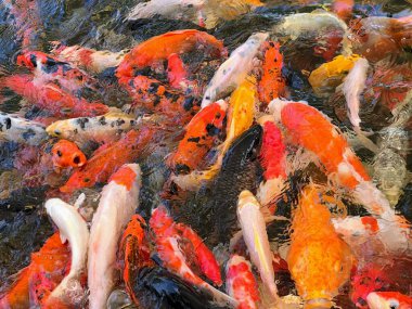 Gölette yüzen büyük bir koi balığı grubunun fotoğrafı. Suda birlikte yüzen bir sürü balık var..