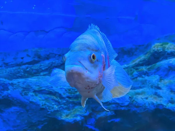 鱼缸里有张大嘴的鱼的照片 有一条鱼在水里游动 — 图库照片