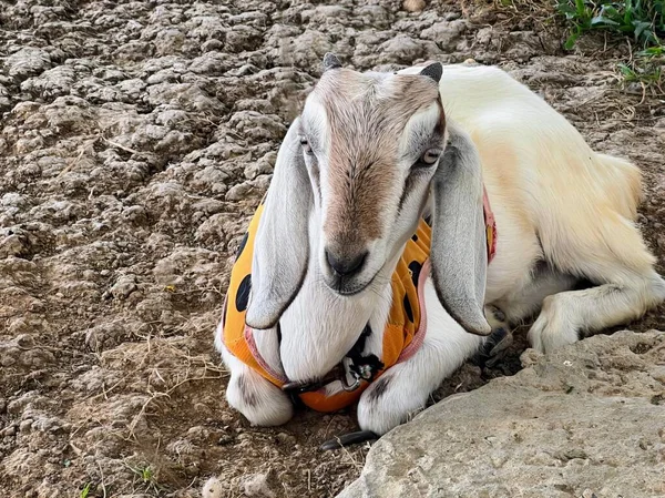 Uma Fotografia Uma Cabra Deitada Sujeira Com Arnês Uma Cabra — Fotografia de Stock
