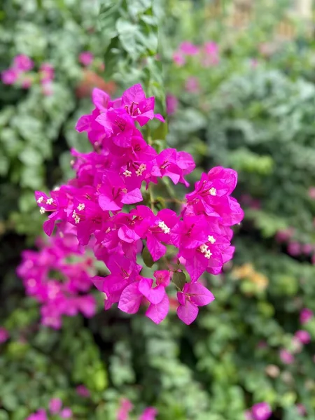 背景に緑の葉を持つピンクの花の写真 緑の葉を持つ庭に紫色の花が咲いています — ストック写真