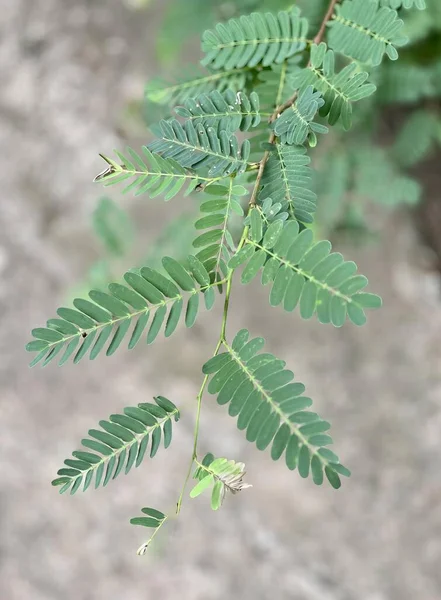 stock image a photography of a plant with green leaves and a brown stem, there is a small plant with green leaves on it.