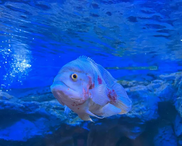 一条鱼在一个装有蓝色水的水槽里游泳的照片 有一条鱼在水里游泳 — 图库照片