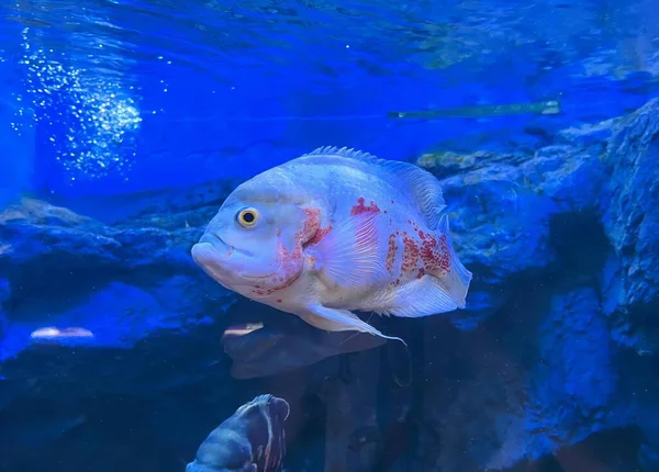在一个蓝色背景的水槽里游泳的鱼的照片 有一条鱼在水里游泳 — 图库照片
