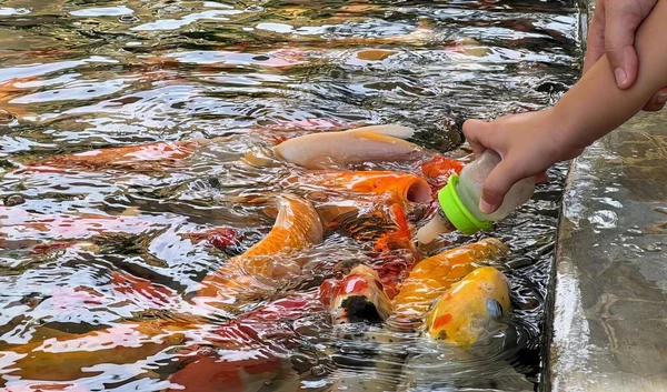 Photography Person Feeding Fish Pond Someone Feeding Fish Green Bowl — Stock Photo, Image