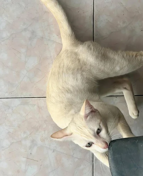Eine Fotografie Einer Katze Die Auf Dem Boden Neben Einem — Stockfoto