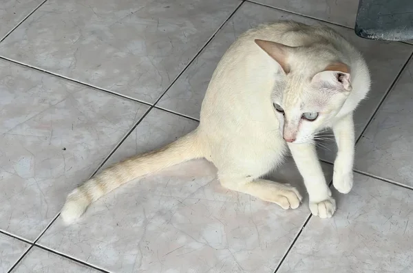 Фотография Кошки Сидящей Полу Смотрящей Белой Кошки Сидящей Полу Смотрящей — стоковое фото