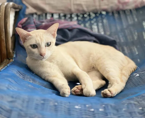Mavi Bir Battaniyeyle Yatağa Uzanmış Bir Kedinin Fotoğrafı Yatağa Uzanmış — Stok fotoğraf