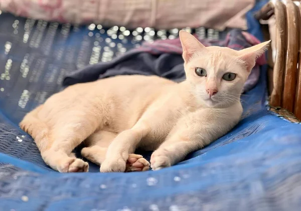 青い毛布でベッドの上に寝そべっている猫の写真青い毛布の上に横になっている猫がいます — ストック写真
