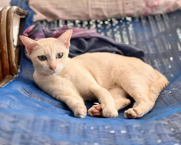 Uma Fotografia Gato Deitado Uma Cama Com Cobertor Azul Gato — Fotografia de Stock