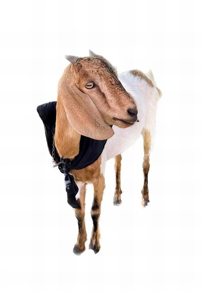 Uma Fotografia Uma Cabra Com Arnês Cabeça Uma Cabra Com — Fotografia de Stock