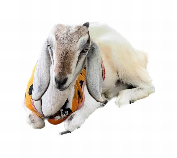 Uma Fotografia Uma Cabra Com Arnês Seu Pescoço Uma Cabra — Fotografia de Stock