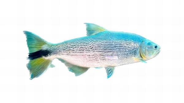 Ett Fotografi Fisk Med Blå Kropp Och Gula Fenor Det — Stockfoto