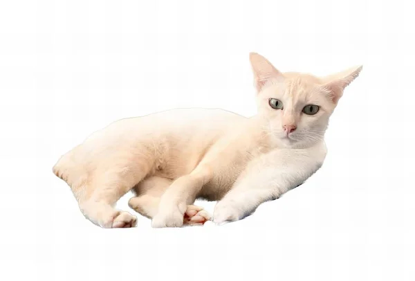 一只猫躺在白色的表面上的照片 一只白色的猫躺在白色的表面上 — 图库照片
