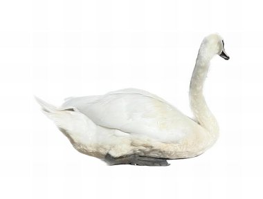 Suda beyaz bir kuğunun fotoğrafı var, yerde beyaz bir kuğu oturuyor..