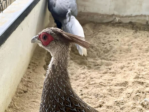 Une Photographie Oiseau Avec Une Tête Rouge Corps Gris Oiseau — Photo