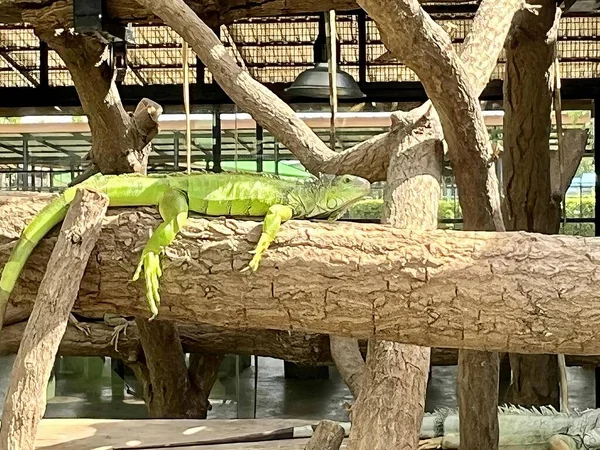 動物園の丸太の上に座っているトカゲの写真 木の枝に座っているトカゲが2つあります — ストック写真