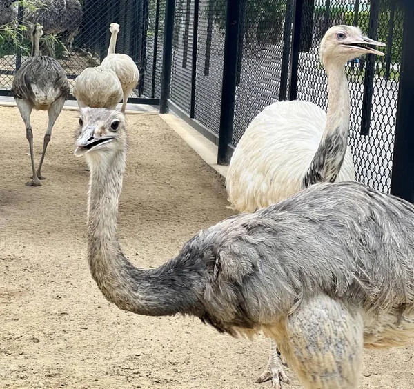Photography Three Ostriches Fenced Area Three Ostriches Standing Fenced Area — Stock Photo, Image