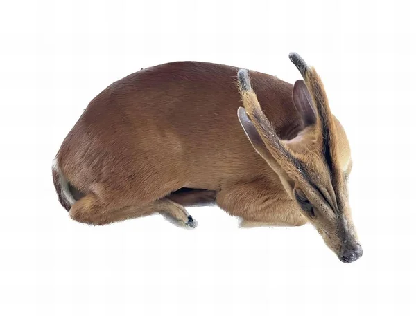 Ett Fotografi Liten Antilop Som Ligger Ner Vit Yta Det — Stockfoto