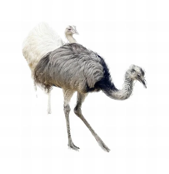 Uma Fotografia Uma Avestruz Andando Sobre Fundo Branco Grande Pássaro — Fotografia de Stock