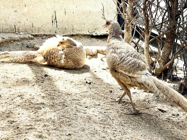 Eine Fotografie Von Ein Paar Vögeln Die Nebeneinander Stehen Gibt — Stockfoto