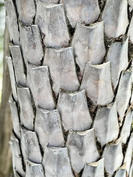 줄기가 야자수의 있는데 야자나무의 가까이에 있습니다 — 스톡 사진