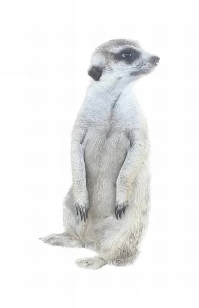Uma Fotografia Meerkat Suas Pernas Traseiras Pequeno Animal Branco Suas — Fotografia de Stock