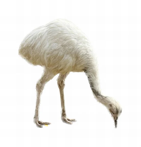 Fotografie Eines Weißen Vogels Mit Langem Hals Und Beinen Mit — Stockfoto