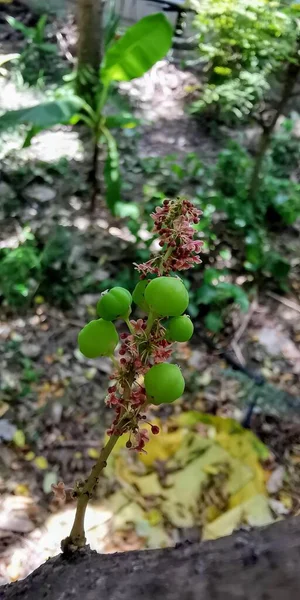 Eine Fotografie Einer Pflanze Mit Grünen Früchten Auf Der Eine — Stockfoto