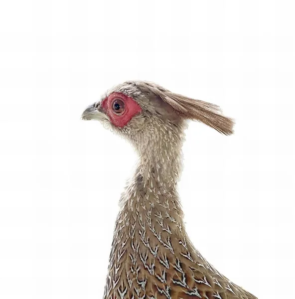 Una Fotografia Uccello Con Una Testa Rossa Uno Sfondo Bianco — Foto Stock
