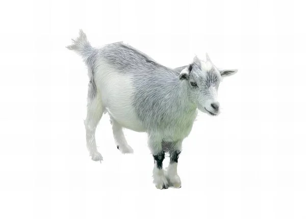 Uma Fotografia Uma Cabra Sobre Uma Superfície Branca Uma Cabra — Fotografia de Stock