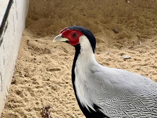 Duvarın Yakınındaki Kumda Duran Bir Kuşun Fotoğrafı Hayvanat Bahçesindeki Kumların — Stok fotoğraf