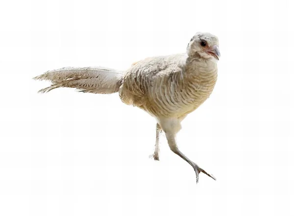 Uma Fotografia Pássaro Branco Com Uma Cauda Longa Fundo Branco — Fotografia de Stock