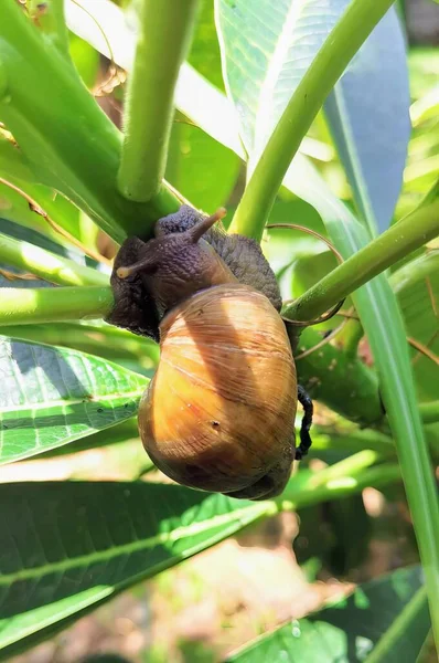 Une Photographie Escargot Rampant Sur Une Branche Bananier Escargot Rampant — Photo